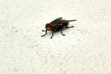 Flesh fly with a white and black background