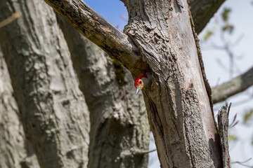 Red-bellied Woodpecker poking its head out of a best in a tree cavity 