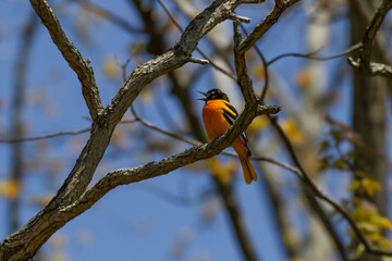 Male Baltimore Oriole singing on a sunny spring day 
