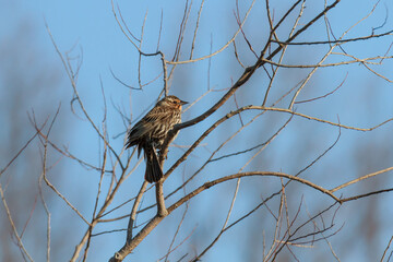 Female Red-winged blackbird perched in a leafless tree during spring migration  