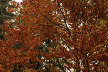 Beautiful view of trees with orange leaves in forest. Autumn season