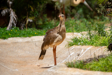 traditional large waders from the Brazilian cerrado biome known as ( Seriema ) (Cariama cristata)