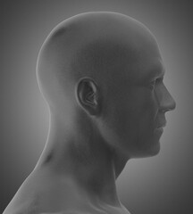 3d rendering of human face anatomy
