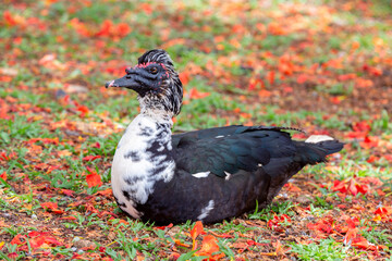 Domestic duck on the ground with flamboyant flower petals in selective focus.