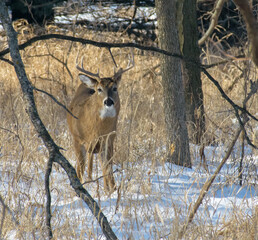 Whitetail deer buck in snow