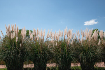 Pampas Grass in Wind