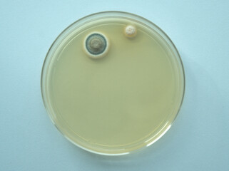 Fungi, Mold, 곰팡이 