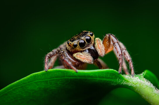 macro closeup on Hyllus semicupreus Jumping Spider. This spider is known to eat small insects like grasshoppers, flies, bees as well as other small spiders.