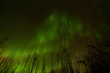 northern lights above a burnt forest