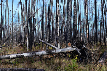 burnt forest landscape