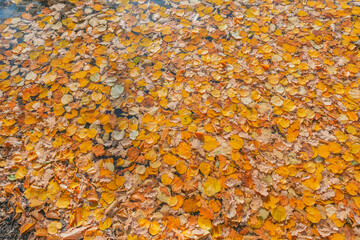 Autumn colorful leaves on the lake surface.