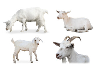 Cute domestic goats on white background, collage