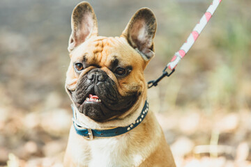 French bulldog puppy portrait in the park. Funny, cute smiling bulldog.