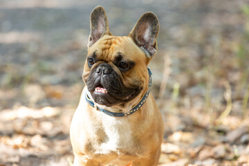 French bulldog puppy portrait in the park. Funny, cute smiling bulldog.