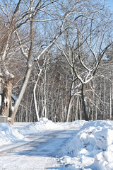 Snow on the Trees