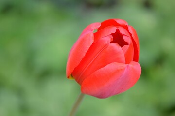 Lonely red tulip with green background. August / 05/2021