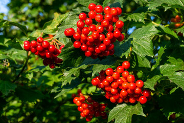 A branch of viburnum with a bouquet of ripe red berries