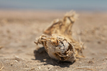 Salton Sea Ruins and Poisoned salt lake Riverside Imperial County Colorado River Dead Fish
