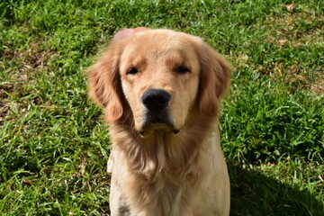 golden retriever dog on grass