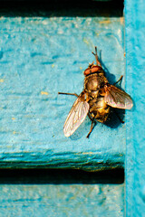 Cluster fly in morning sunshine on green shutter
