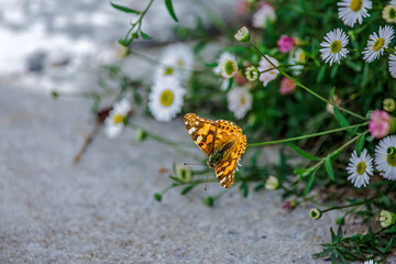 Butterfly sitting on daisy flower