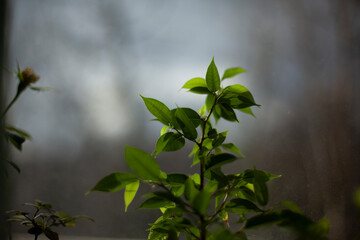 Plant in front of glass. Homemade lemon. Green leaves of the plant.