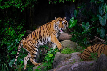 Fototapeta na wymiar The Siberian tiger (Panthera tigris tigris) also called Amur tiger