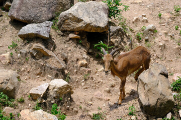 Ibex (Capra ibex) in the mountains. wildlife nature.