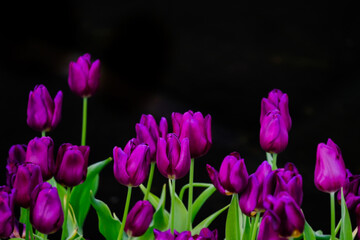 Purple tulips on a black background