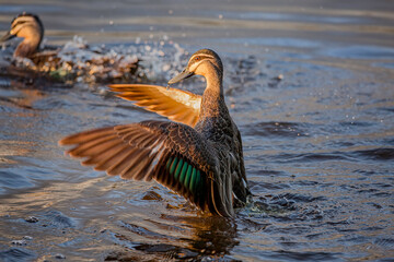 Duck with open wings in water lake