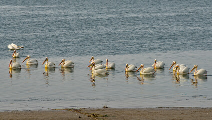 West Africa. Mauritania. A flock of pelicans swim near the Atlantic Ocean in the Banc National Nature Park.