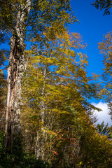 Fototapeta premium 霞沢岳、乗鞍岳、上高地、穂高岳などを見るために、長野県松本市の晩秋の雪が積もる焼岳を登山する風景 Scenery of climbing Mt. Yakedake with snow in late autumn in Matsumoto, Nagano Prefecture to see Mt. Kasumisawa, Mt. Norikura, Kamikochi and Mt. Hodaka