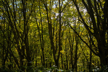 Fototapeta premium 霞沢岳、乗鞍岳、上高地、穂高岳などを見るために、長野県松本市の晩秋の雪が積もる焼岳を登山する風景 Scenery of climbing Mt. Yakedake with snow in late autumn in Matsumoto, Nagano Prefecture to see Mt. Kasumisawa, Mt. Norikura, Kamikochi and Mt. Hodaka
