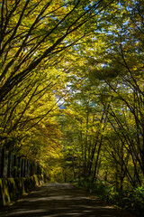 Obraz premium 霞沢岳、乗鞍岳、上高地、穂高岳などを見るために、長野県松本市の晩秋の雪が積もる焼岳を登山する風景 Scenery of climbing Mt. Yakedake with snow in late autumn in Matsumoto, Nagano Prefecture to see Mt. Kasumisawa, Mt. Norikura, Kamikochi and Mt. Hodaka