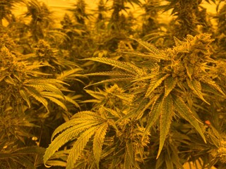 Cannabis in Flower