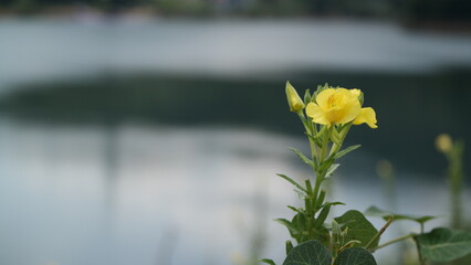 yellow flower in the water