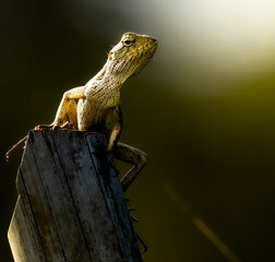 lizard on a tree