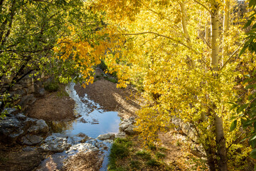 Fototapeta premium Woods Along the Santa Fe River