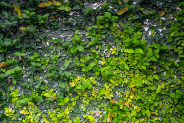 Obraz na płótnie Canvas Green leaf