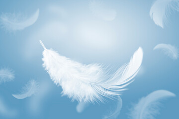 Abstract. Lightly of Fluffy White Feathers Floating in a Blue Sky. Swan Feather Flying in Heavenly. Down Feathers