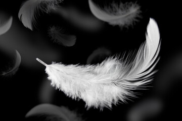 Abstract. Lightly of Fluffy White Feathers Falling in The Dark. Swan Feathers on Black. Down Feathers © Siwakorn1933