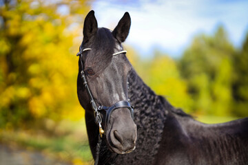 Friesian horse, horse, portraits from the side with mane and body cut..