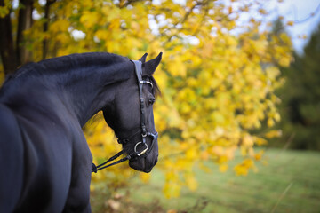 Friesian horse with bowed head, photographed from behind over the croup against an autumnal...