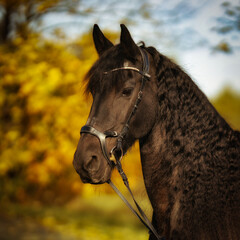 Friesian horse, horse, head portraits with bridle and attentive look..