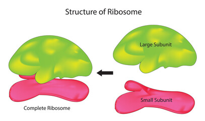 Large and small subunit of the ribosome - obrazy, fototapety, plakaty