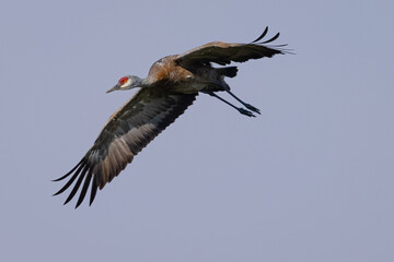 Sandhill crane flying in beautiful light, seen in the wild in a North California marsh 