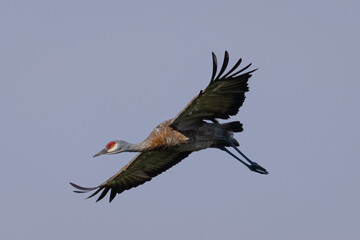Sandhill crane flying in beautiful light, seen in the wild in a North California marsh 