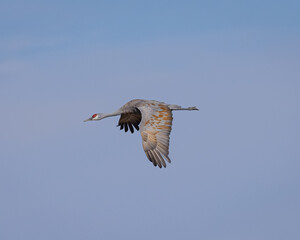 Sandhill crane flying in beautiful light, seen in the wild in a North California marsh 