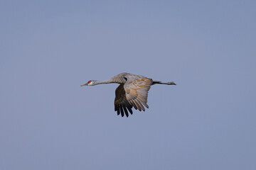 Sandhill crane flying in beautiful light, seen in the wild in a North California marsh 