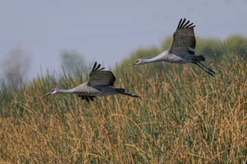 Sandhill cranes flying in beautiful light, seen in the wild in a North California marsh 